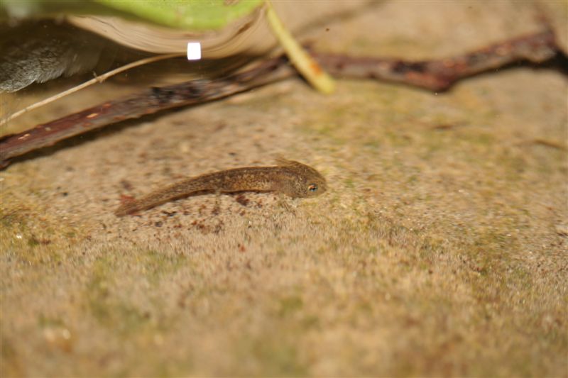 Larva di salamandrina dagli occhiali??